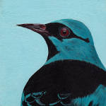 Acrylic portrait of a Blue Dacnis